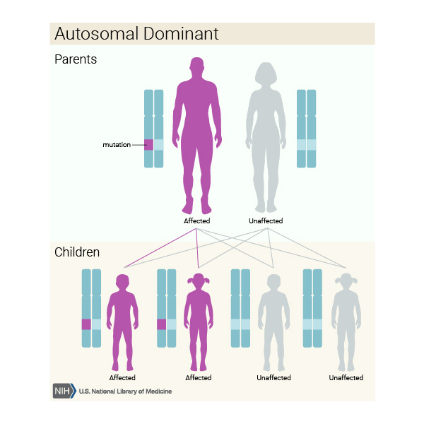 An autosomal dominant condition only requires one copy of a faulty gene for the condition to be present.