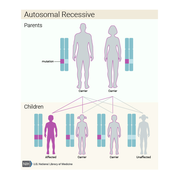 An autosomal recessive condition is inherited when both parents are carriers of genetic mutations (faults) in the same gene