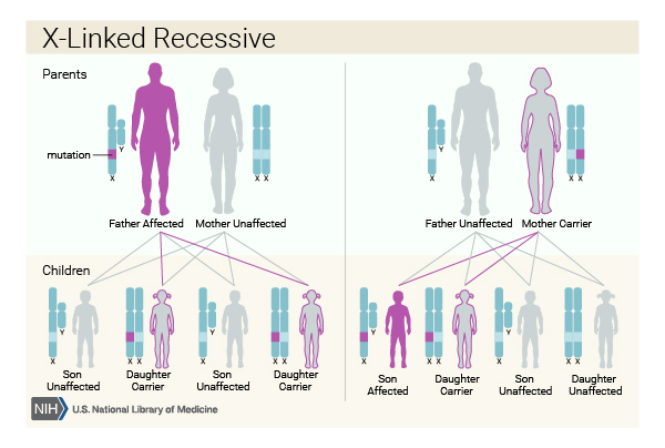 X linked conditions are passed down on the X chromosome, therefore affecting males and females differently.